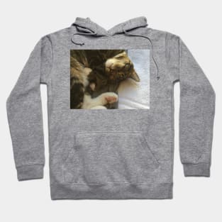 Henry Cat the Cutest Cat Sleeping Hoodie